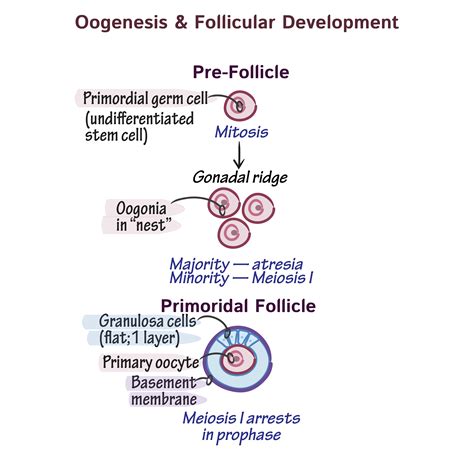 Physiology Glossary: Oogenesis & Follicular Development | Draw It to Know It