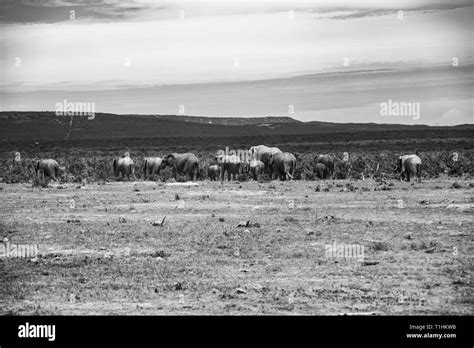 Elephant and elephant. Kenya. Safari in Africa. African elephant ...