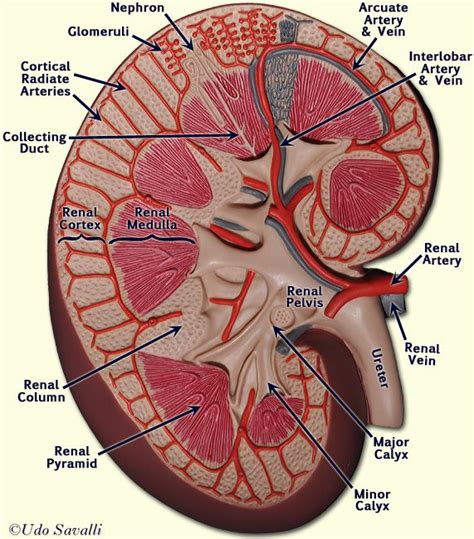 BIO202-Urinary System Models | Kidney anatomy, Medical anatomy, Physiology