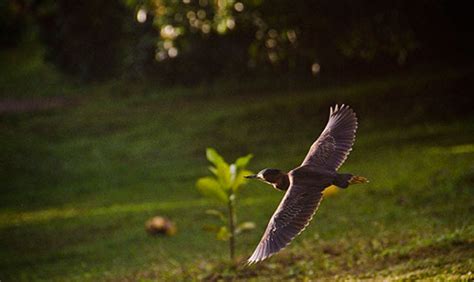 Dominica Wildlife - animals in Dominica: birds, mammals, amphibian ...