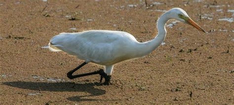 Intermediate Egret | Bubo Birding