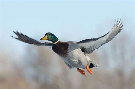 5 Duck Hunting Gear Tips Every Hunter Should Know About