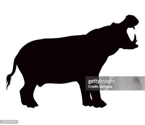 121 Hippopotamus Silhouette Stock Photos, High-Res Pictures, and Images ...