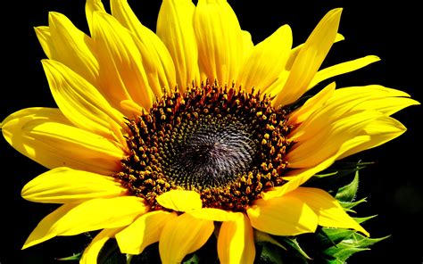 Sunflower Serenity HD Wallpaper