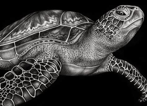 December 2013 | Turtle art, Turtle drawing, Sea turtle tattoo