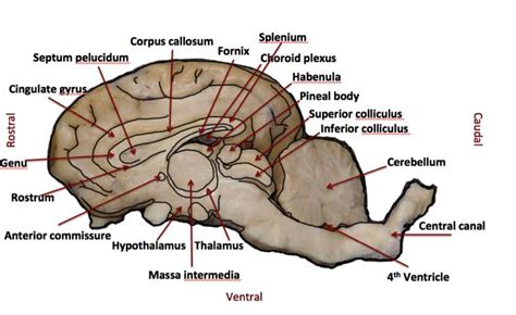 Pin on Final anatomy