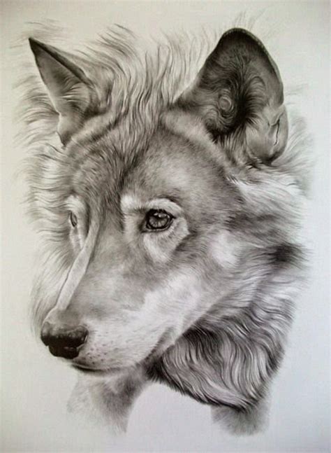 Pencil Drawing Of A Wolf Head