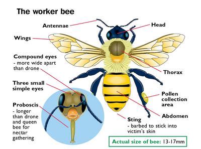 The Science of Bees & how they behave in Uganda, Africa