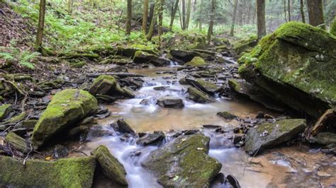 Brook Trout Habitat | Bass Fishing Gurus