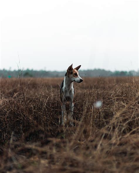 White Dog with Blue Collar · Free Stock Photo