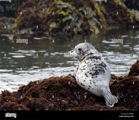 Harbor Seal Pup Stock Photo - Alamy