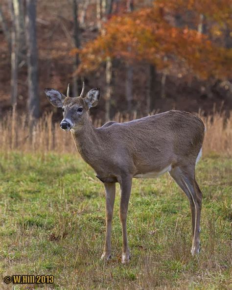 Pennsylvania Wildlife Photographer: Whitetail Buck Sheds Antlers