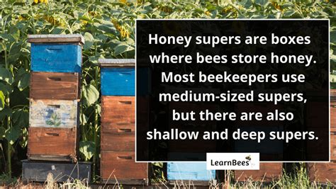 What is a Super for Bees? (+ When to Add Them to Your Hive)