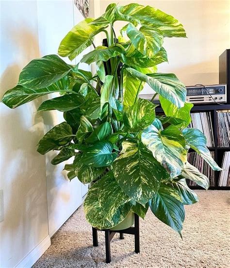 Pothos Vs Philodendron | Difference Between Pothos and Philodendron
