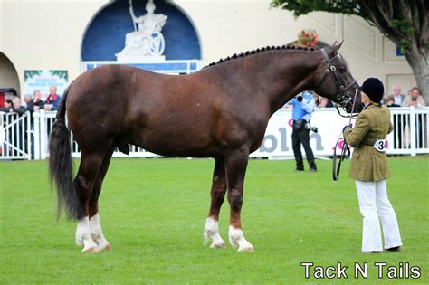 RDS Dublin Horse Show 2015 - Irish Draught Stallions - Tack N Tails