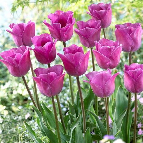 「Spring Blooms」おしゃれまとめの人気アイデア｜Pinterest｜Judy Vardon | 美しい花, 花, 鮮花