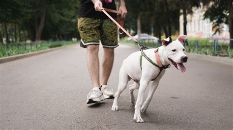 5 Things You Can Do To Stop Your Dog from Leash Pulling - Toronto ...