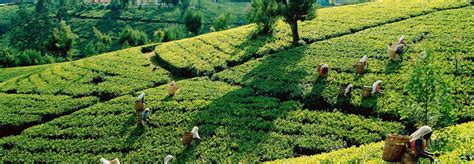 Kolukkumalai Tea Estate, Munnar- Tourism of India