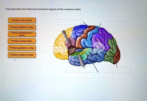 SOLVED: Correctly label the following functional regions of the cerebral cortex. Primary motor ...