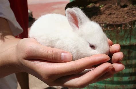 How to Care For A New Pet Rabbit