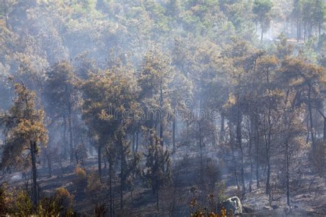 Forest fire smoke stock photo. Image of burning, dark - 21181198