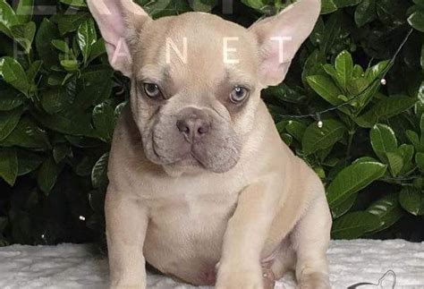 Lilac Fawn French Bulldog Puppy - PetsForHomes