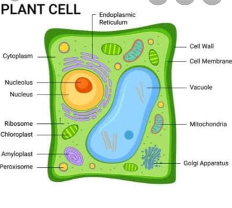 Typical Plant Cell Diagram Labeled / Structure of typical Animal and Plant cell | Download ...