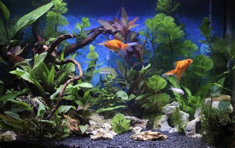 7 Benefits Of Using Seiryu Stones in Your Aquarium