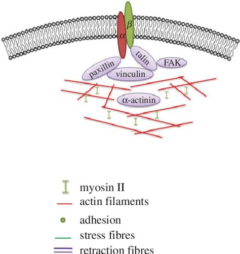 Cell migration is a highly orchestrated multi-step process. (a) Driven... | Download Scientific ...