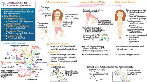 USMLE / COMLEX - Step 1: Myasthenia Gravis & Other Neuromuscular Junction Disorders | ditki ...