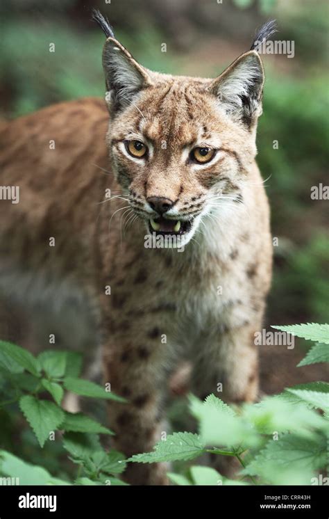 Close-up portrait of an Eurasian Lynx (Lynx lynx Stock Photo - Alamy