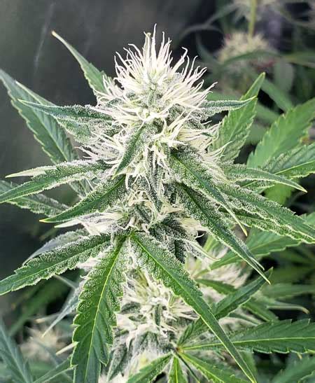 What makes buds, a male or a female cannabis plant? | Grow Weed Easy