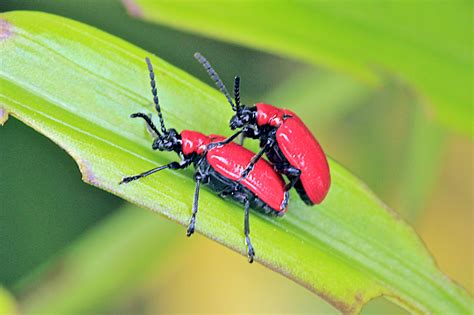 New invasive: lily leaf beetle - Gardening in Washington State ...