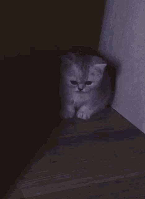 Cat Crying Gif Cat Crying Discover Share Gifs - vrogue.co