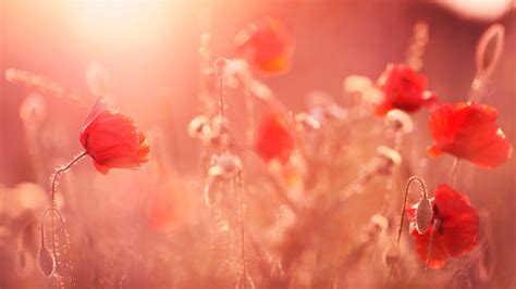 Poppy field in the sunset HD desktop wallpaper : Widescreen : High ...