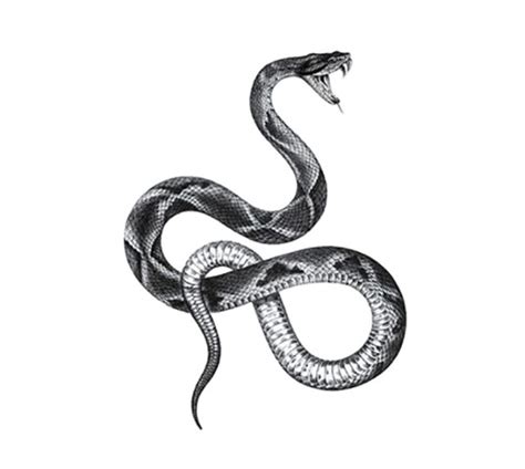 Snake Black And White Drawing