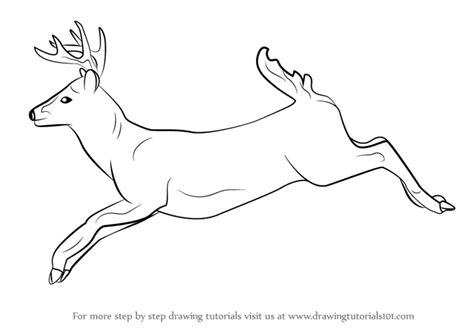 How to Draw a White-tailed Deer (Wild Animals) Step by Step | DrawingTutorials101.com