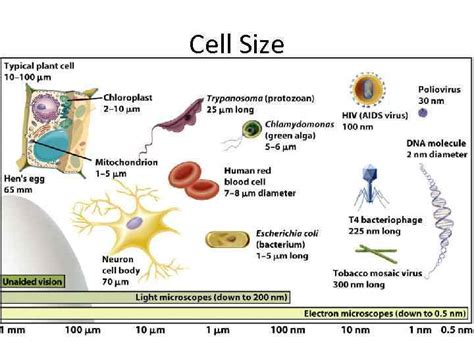 Cell Size Microscope Measurement How big is