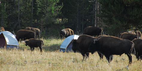 Yellowstone Bison Population Could Be Culled by 900 This Winter - Yellowstone Insider