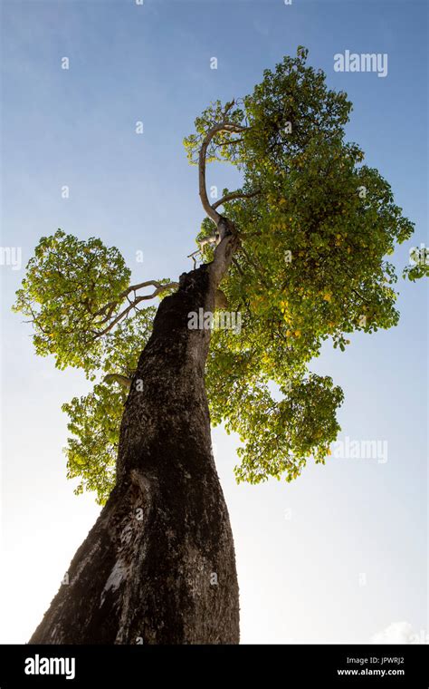 Manchineel tree with fruit hi-res stock photography and images - Alamy