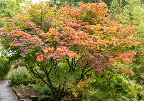 Types of Japanese Maples: Compare Acer Species | Garden Design