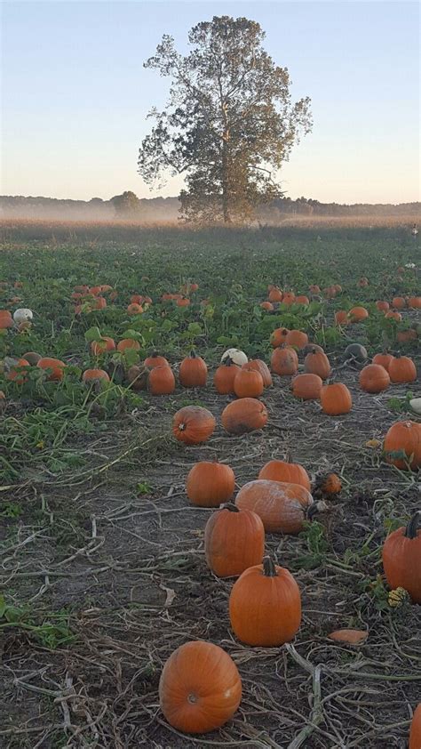 Lark Ranch Pumpkin Patch taking by Missy McDonald 2016 | Pumpkin patch ...