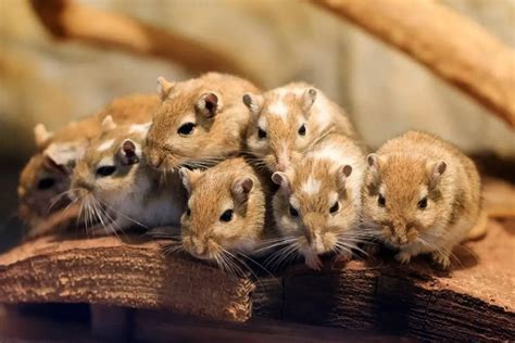 Should I Get a Hamster or a Gerbil? What is the Difference? | EtcPets