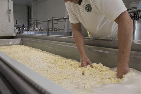 Cheese production - Scherjon Dairy Equipment