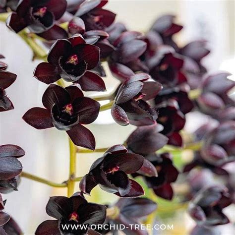 Buy Catasetum Orchids Online | Orchid-tree.com – Orchid-Tree