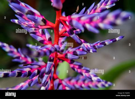 Aechmea "Blue Rain" or Aechmea "Blue Tango" flower is a species of ...