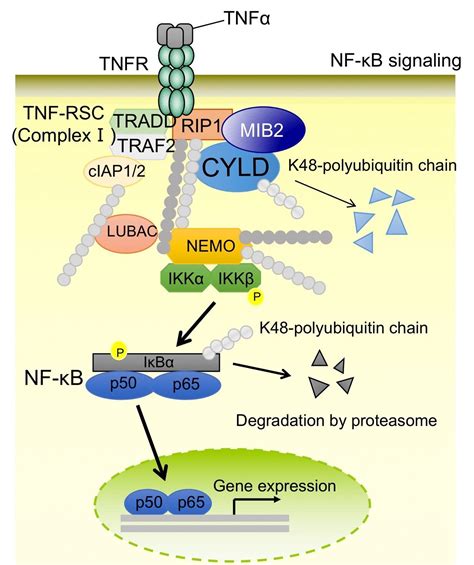 MIB2 enhances inflammation by degradation of CYLD