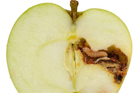 Apple Maggot - Prevention and Control