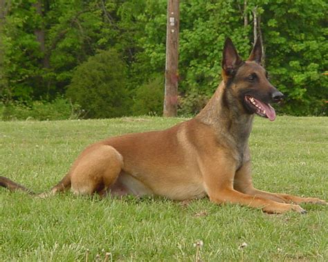 Sen Bemban kennel: About Belgian Shepherd Dog (Malinois)