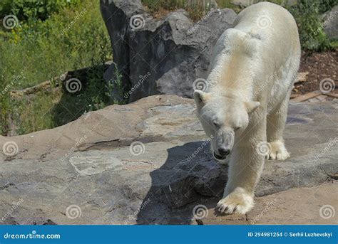 A Large Polar Bear Walks in the Park. Animals in the Wild Stock Photo ...